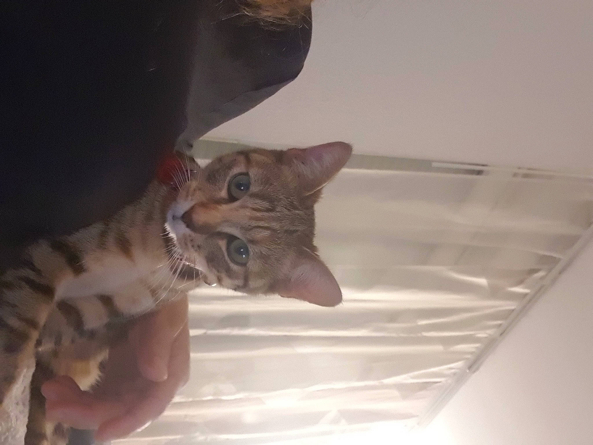 Nala participe au concours pour gagner de l'argent avec cette photo : carnivore, cat, ceiling, claw, domestic_short_haired_cat, fawn, felidae, fur, gesture, room, small_to_medium_sized_cats, snout, tail, transparent_material, whiskers, window, wood