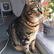Sunny participe au concours pour gagner de l'argent avec cette photo : cat, tabby, indoor, window, plant, floor, tile, pet, animal, whiskers, paws, green_eyes, looking_outside, feline, domestic_cat, curious, sitting, side_view, houseplant, litter_box