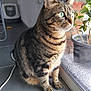 cat, tabby, indoor, window, plant, floor, tile, pet, animal, whiskers, paws, green_eyes, looking_outside, feline, domestic_cat, curious, sitting, side_view, houseplant, litter_box