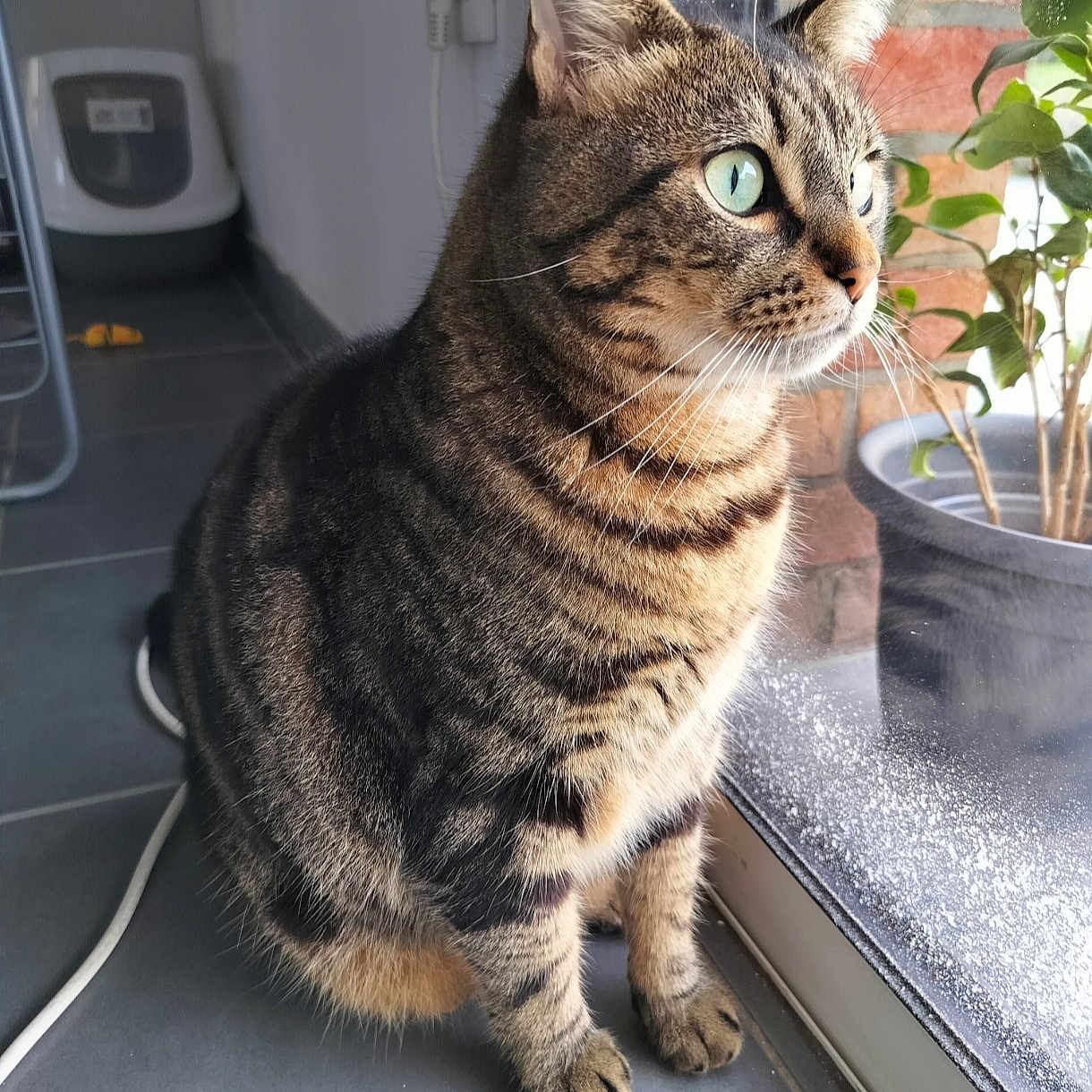 Sunny participe au concours pour gagner de l'argent avec cette photo : animal, cat, curious, domestic_cat, feline, floor, green_eyes, houseplant, indoor, litter_box, looking_outside, paws, pet, plant, side_view, sitting, tabby, tile, whiskers, window
