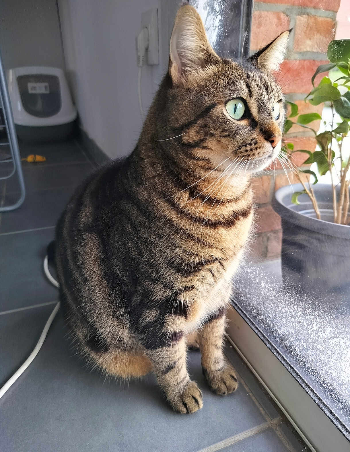 Sunny