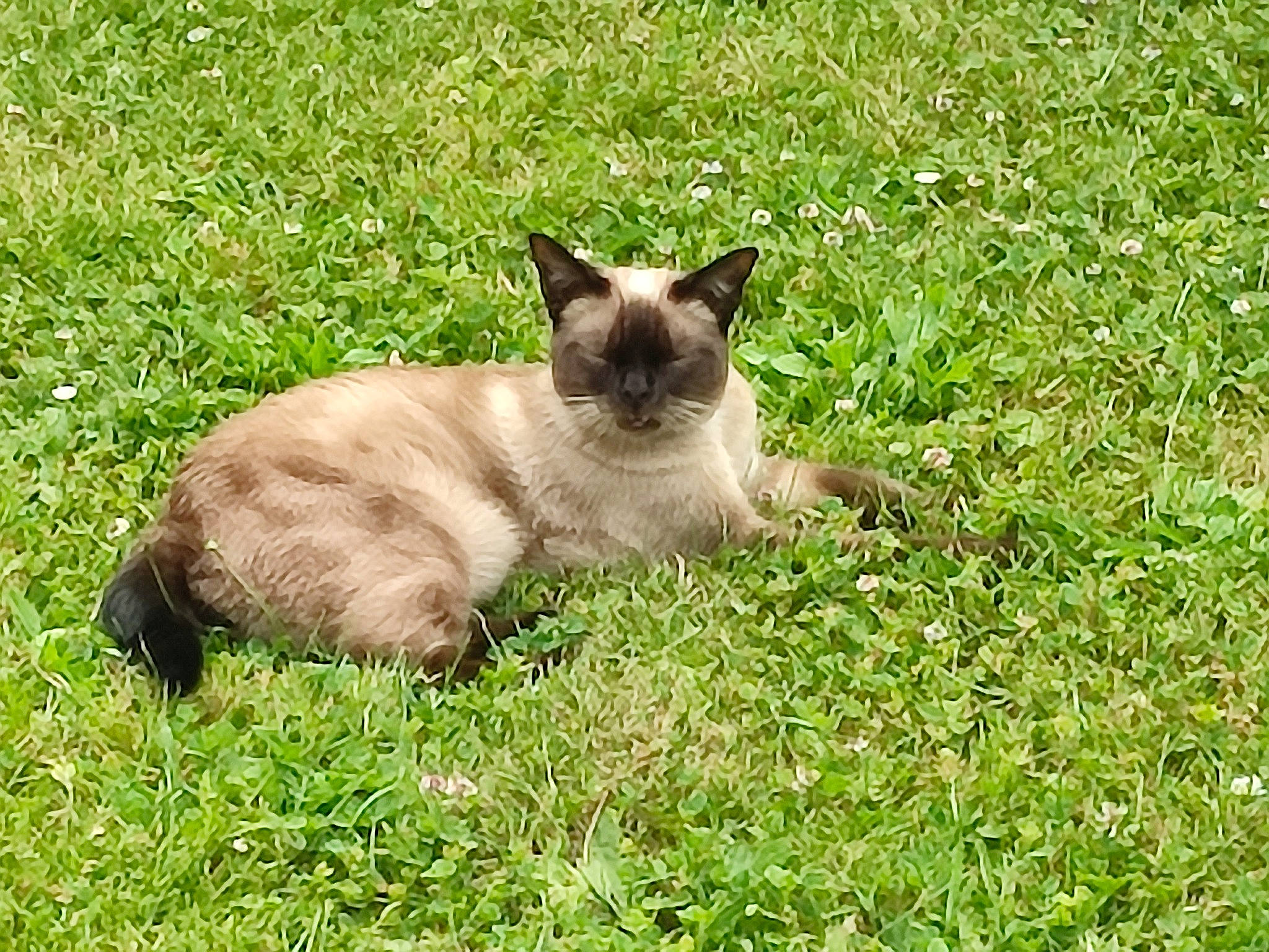 Oxbow participe au concours pour gagner de l'argent avec cette photo : balinese, birman, carnivore, cat, dog_breed, fawn, felidae, fur, grass, grassland, groundcover, plant, siamese, small_to_medium_sized_cats, tail, terrestrial_animal, whiskers, wildlife