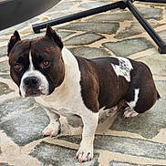 Scooby a rejoint le concours — aidez-le/la à gagner de superbes lots ! dog, pet, black_and_white, short_legs, muscular, stone_floor, outdoor, animal, ears, paws, fur, canine, looking_up, alert, companion, domestic_animal, close_up, standing, quiet, daylight