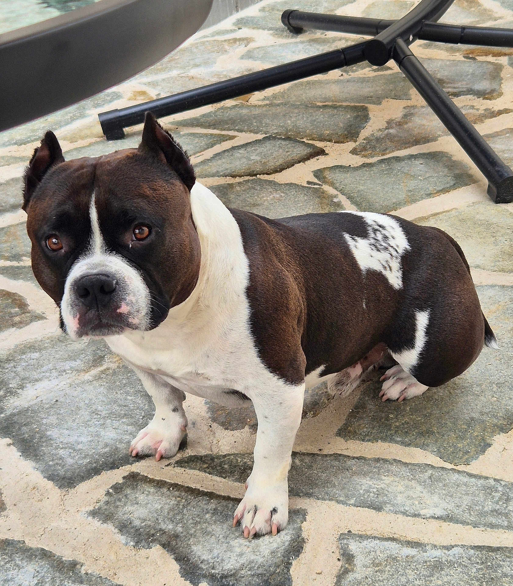 Scooby a rejoint le concours — aidez-le/la à gagner de superbes lots ! dog, pet, black_and_white, short_legs, muscular, stone_floor, outdoor, animal, ears, paws, fur, canine, looking_up, alert, companion, domestic_animal, close_up, standing, quiet, daylight