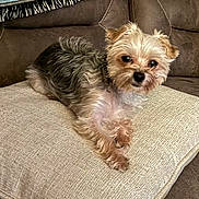 Freddy is registered to the contest to win money with this photo: black, blanket, brown, closeup, cushion, cute, dog, fur, indoors, living_room, looking_at_camera, pet, pillow, portrait, relaxed, small_dog, sofa, tan, white, yorkshire_terrier