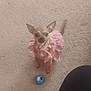 Pebbles is registered to the contest to win money with this photo: dog, small_dog, chihuahua, pink_dress, pet_clothing, carpet, toy, blue_toy, indoor, pet, animal, cute, tail, fur, ears, looking_up, playful, home, floor, blurry
