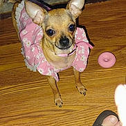 Pebbles joined the competition — help win amazing prizes! dog, small_dog, chihuahua, pink_dress, dog_clothing, wooden_floor, toy, pink_toy, donut_toy, footwear, sandal, bare_foot, rug, patterned_rug, indoor, pet, animal, looking_up, cute, pet_toy