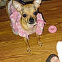 dog, small_dog, chihuahua, pink_dress, dog_clothing, wooden_floor, toy, pink_toy, donut_toy, footwear, sandal, bare_foot, rug, patterned_rug, indoor, pet, animal, looking_up, cute, pet_toy