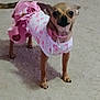 Pebbles joined the competition — help win amazing prizes! dog, small_dog, chihuahua, pink_dress, clothing, carpet, indoor, pet, animal, floor, crate, canine, cute, standing, looking, domestic, mammal, tiny, furry, portrait