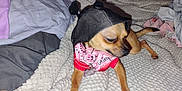 Pebbles joined the competition — help win amazing prizes! dog, small_dog, pet, bed, blanket, pillow, clothing, indoor, animal, cute, hat, bandana, brown_dog, cozy, furniture, textile, sleeping_area, home, resting, blur