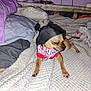 dog, small_dog, pet, bed, blanket, pillow, clothing, indoor, animal, cute, hat, bandana, brown_dog, cozy, furniture, textile, sleeping_area, home, resting, blur