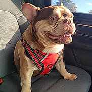 Prescott joined the competition — help win amazing prizes! dog, bulldog, harness, car_seat, car_interior, sunlight, smile, tongue, paw, seat, window, trees, travel, pet, portrait, brown_coat, short_muzzle, upright_ears, happy, closeup