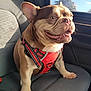 dog, bulldog, harness, car_seat, car_interior, sunlight, smile, tongue, paw, seat, window, trees, travel, pet, portrait, brown_coat, short_muzzle, upright_ears, happy, closeup