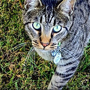 Monkie joined the competition — help win amazing prizes! animal, cat, close_up, collar, curious, ears, feline, grass, green_eyes, mammal, nature, nose, outdoor, pet, portrait, striped, tabby, tag, walking, whiskers