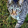 animal, cat, close_up, collar, curious, ears, feline, grass, green_eyes, mammal, nature, nose, outdoor, pet, portrait, striped, tabby, tag, walking, whiskers