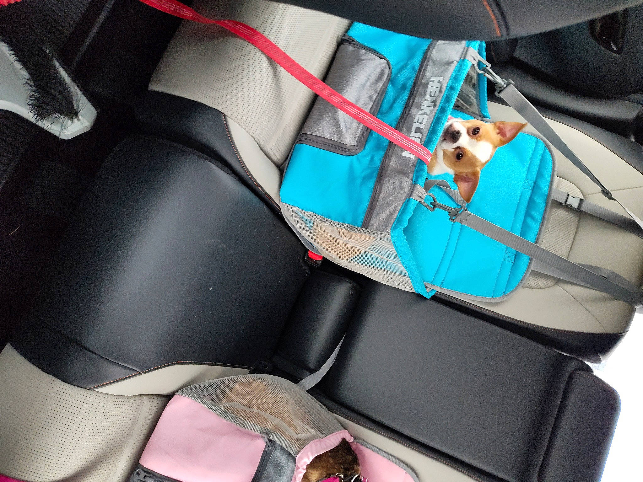 Meeko is registered to the contest to win money with this photo: auto_part, automotive_design, automotive_exterior, car, car_seat, car_seat_cover, carnivore, comfort, dog, family_car, head_restraint, mode_of_transport, motor_vehicle, personal_luxury_car, seat_belt, steering_part, steering_wheel, vehicle, vehicle_door, window