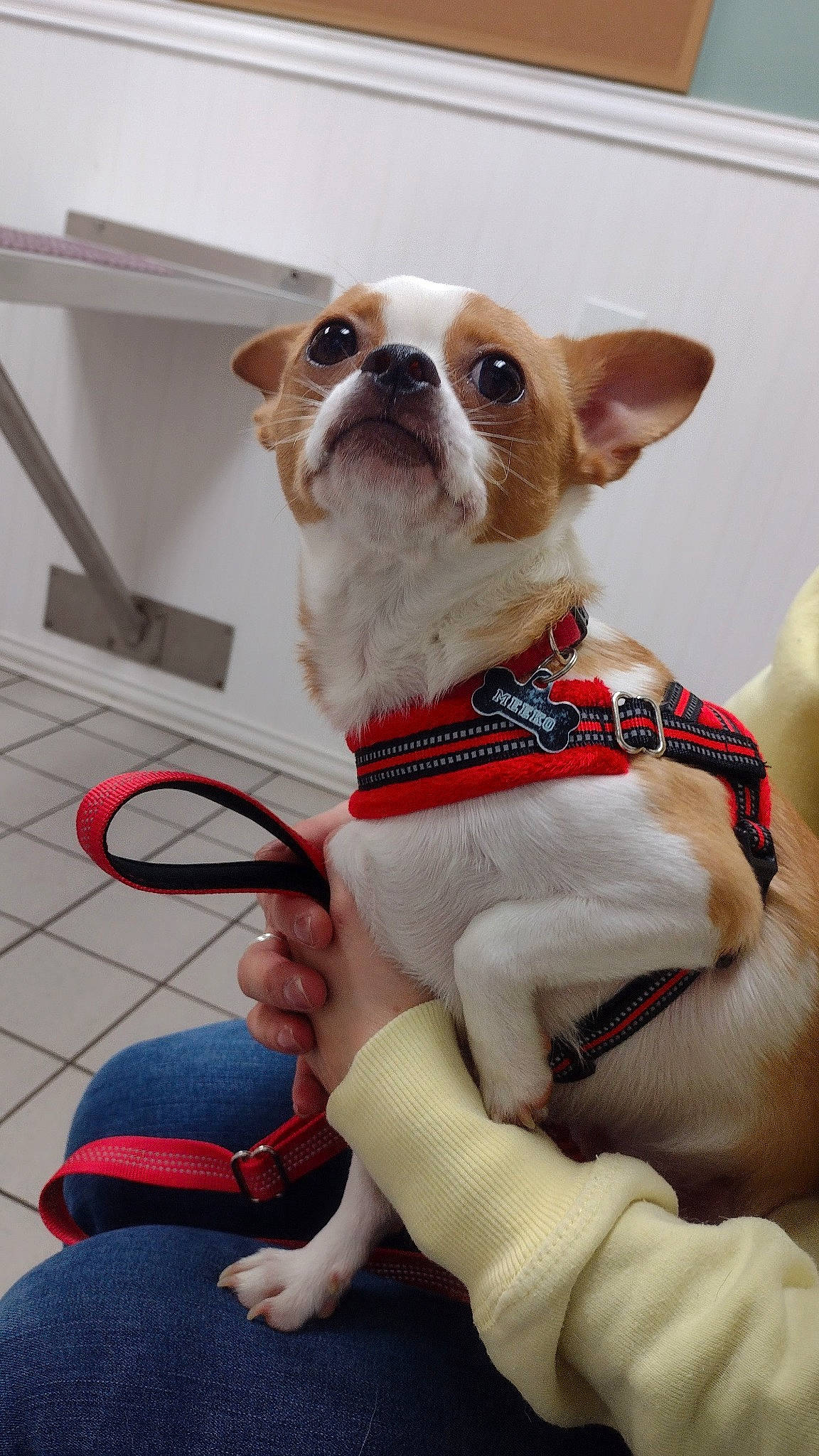 Meeko is registered to the contest to win money with this photo: boston_terrier, canidae, carnivore, collar, companion_dog, dog, dog_breed, dog_clothes, dog_collar, dog_supply, eyewear, fawn, french_bulldog, leash, mammal, snout, sporting_group, toy_dog, whiskers, working_animal