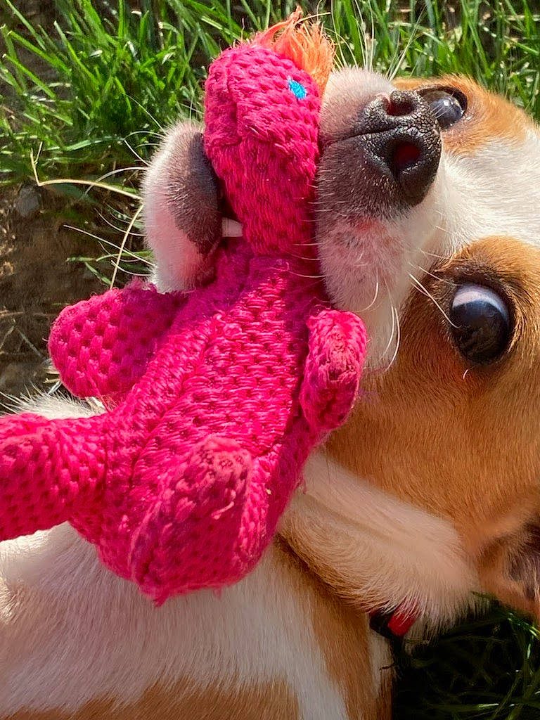 Meeko is registered to the contest to win money with this photo: carnivore, companion_dog, dog, dog_breed, fawn, glasses, grass, livestock, magenta, pink, plant, snout, stuffed_toy, sunglasses, terrestrial_animal, textile, toy, whiskers, woolen, working_animal