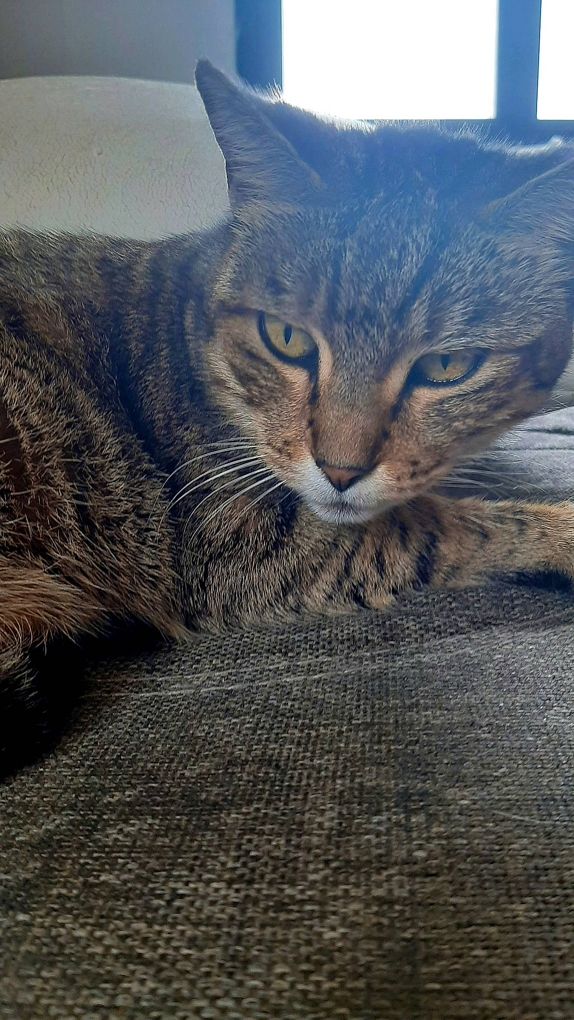 Minette participe au concours pour gagner de l'argent avec cette photo : aegean_cat, asian, california_spangled, carnivore, cat, close_up, domestic_short_haired_cat, dragon_li, european_shorthair, eye, felidae, fur, pixie_bob, sky, small_to_medium_sized_cats, snout, tabby_cat, whiskers, wild_cat, wood