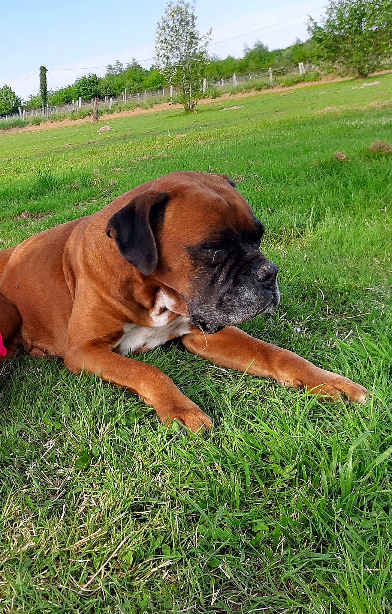 Lyon a rejoint le concours — aidez-le/la à gagner de superbes lots ! boerboel, boxer, bullmastiff, canidae, carnivore, companion_dog, dog, dog_breed, english_mastiff, fawn, grass, mammal, molosser, rare_breed_dog, snout, sporting_group, tosa, vertebrate, working_dog