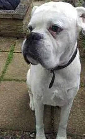 Lyon participe au concours pour gagner de l'argent avec cette photo : american_bulldog, australian_bulldog, bulldog, canidae, carnivore, companion_dog, dog, dog_breed, dorset_olde_tyme_bulldogge, mammal, molosser, non_sporting_group, old_english_bulldog, rare_breed_dog, snout, sporting_group, toy_bulldog, valley_bulldog, vertebrate, white_english_bulldog