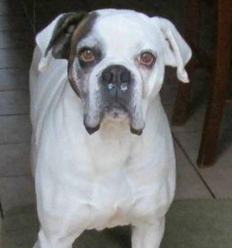 Lyon a rejoint le concours — aidez-le/la à gagner de superbes lots ! american_bulldog, ancient_dog_breeds, australian_bulldog, boxer, bulldog, canidae, carnivore, companion_dog, dog, dog_breed, dorset_olde_tyme_bulldogge, mammal, non_sporting_group, old_english_bulldog, rare_breed_dog, snout, sporting_group, toy_bulldog, valley_bulldog, vertebrate