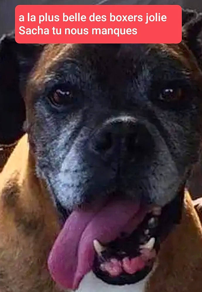 Lyon a rejoint le concours — aidez-le/la à gagner de superbes lots ! american_pit_bull_terrier, bandog, boxer, bullmastiff, canidae, carnivore, dog, dog_breed, fawn, mammal, molosser, non_sporting_group, nose, perro_de_presa_mallorquin, photo_caption, pit_bull, snout, valley_bulldog, vertebrate, working_dog