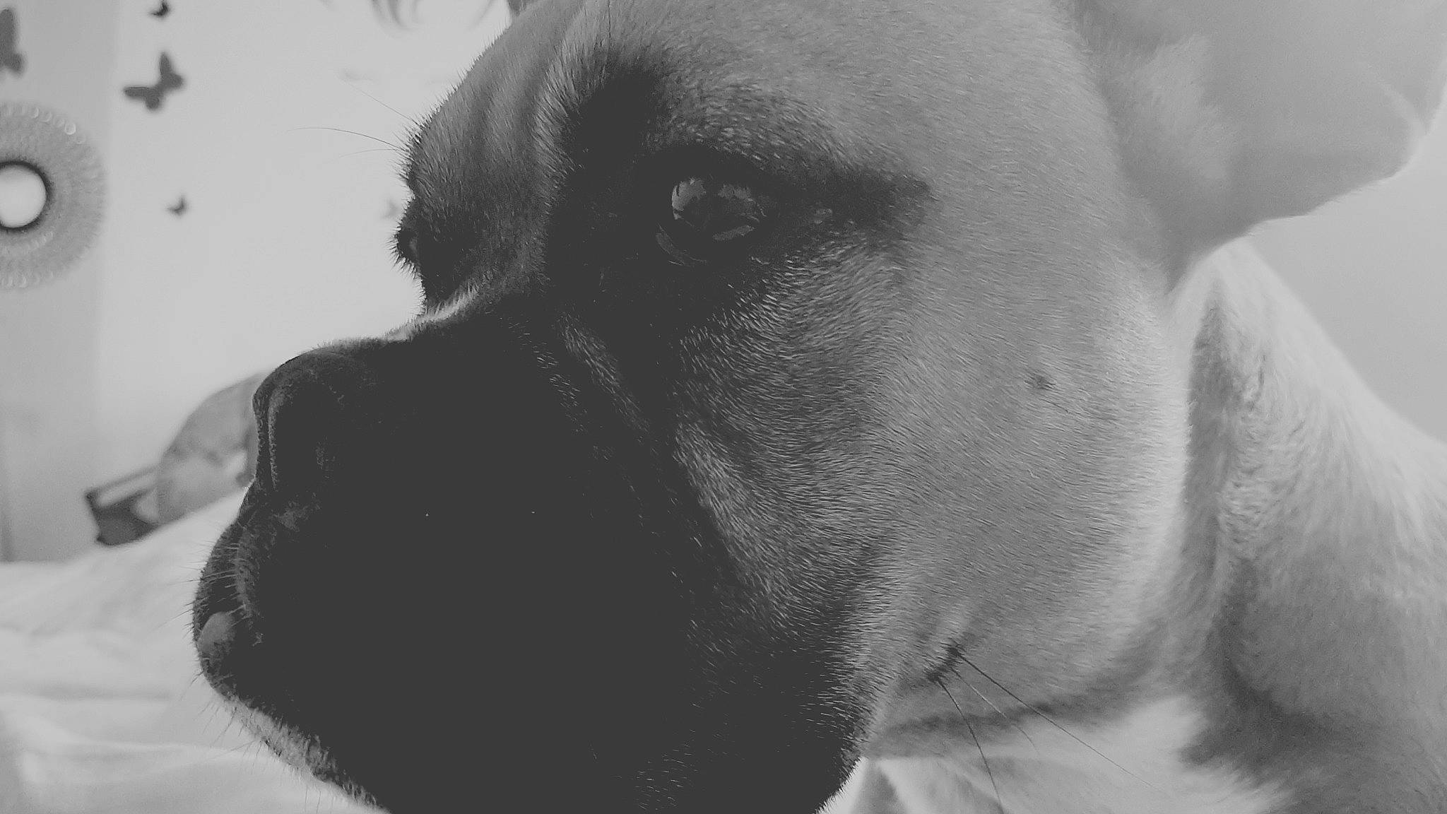 Lyon a rejoint le concours — aidez-le/la à gagner de superbes lots ! black_and_white, boerboel, boxer, bullmastiff, canidae, carnivore, dog, dog_breed, ear, english_mastiff, fawn, guard_dog, non_sporting_group, nose, puppy, snout, sporting_group, whiskers