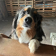 Amy a rejoint le concours — aidez-le/la à gagner de superbes lots ! dog, paw, wood, wooden_surface, curious, indoor, rustic, workshop, brown, black, white, fur, pet, animal, face, closeup, nose, ears, background, floor