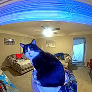Salem is registered to the contest to win money with this photo: cat, living_room, ceiling_fan, sofa, window, blanket, pillow, cat_tree, carpet, indoor, furniture, pet, black_and_white_cat, curious, animal, home, cozy, fisheye_lens, apartment, decor