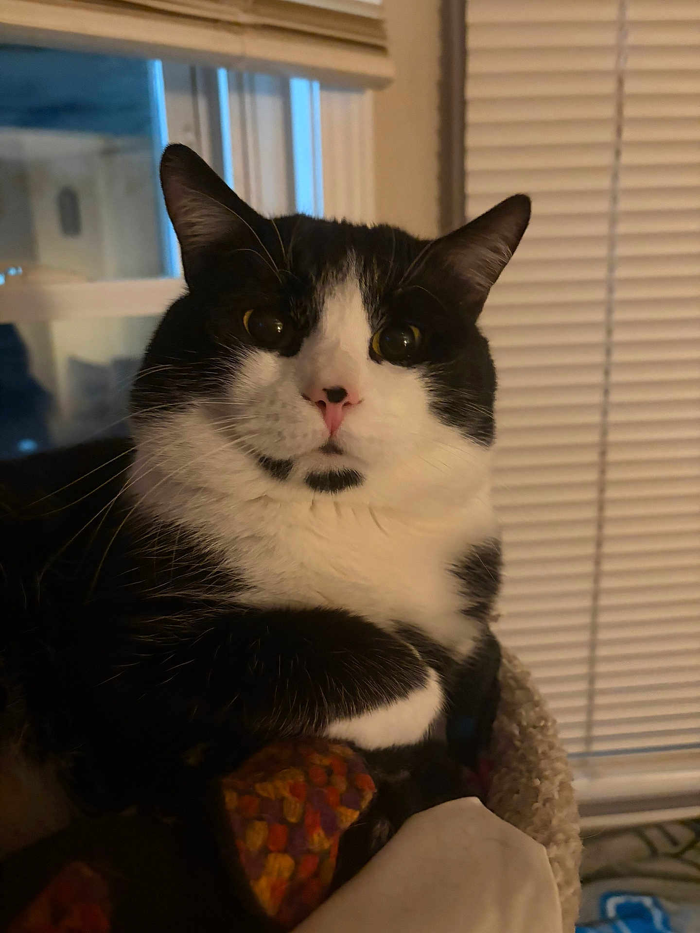 Salem is registered to the contest to win money with this photo: cat, black_and_white, close_up, indoor, window, blinds, pet, feline, cozy, relaxed, animal, whiskers, nose, paw, fur, household, resting, curious, domestic_cat, portrait