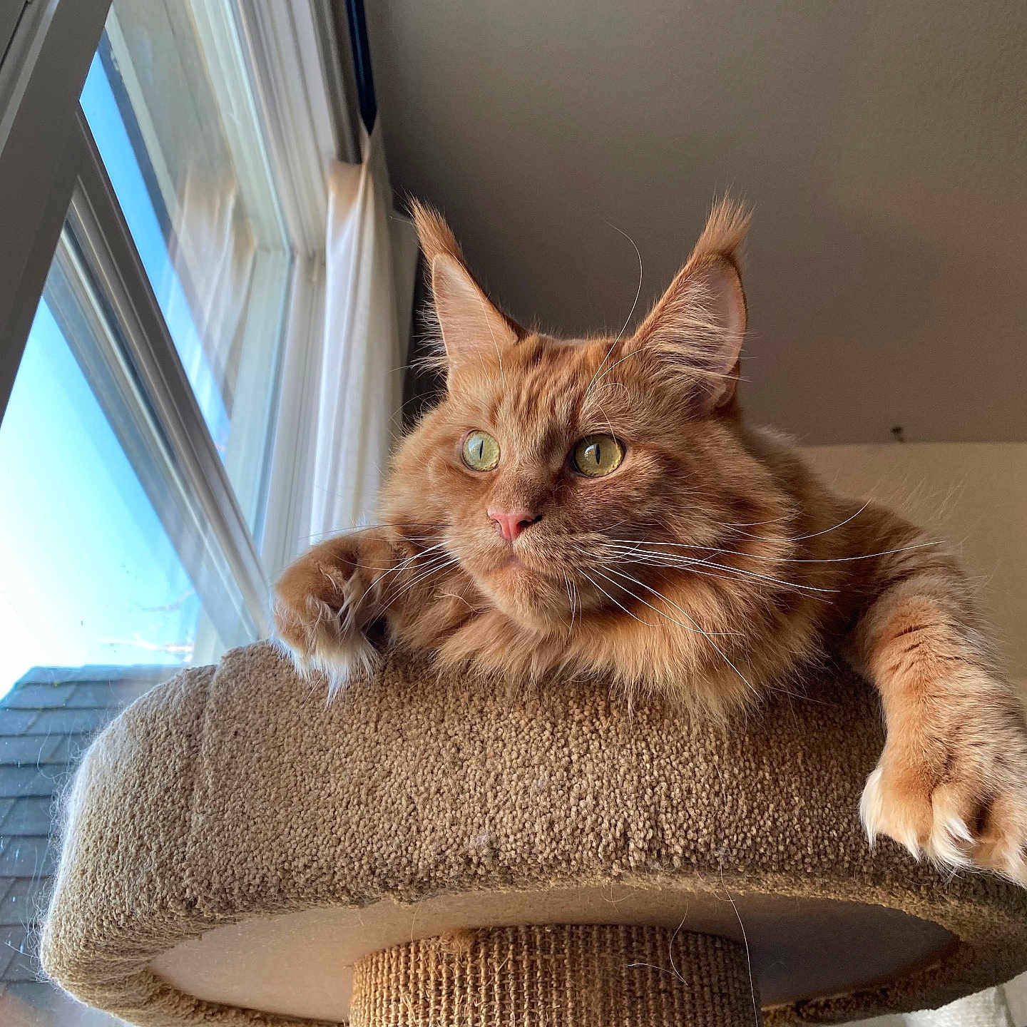 Sattva joined the competition — help win amazing prizes! abyssinian, animal, architecture, armchair, building, cat, chair, couch, cushion, furniture, homedecor, indoors, interiordesign, kitten, livingroom, manx, pet, room, window, wood