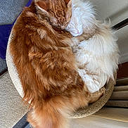 Sattva joined the competition — help win amazing prizes! abyssinian, angora, animal, armchair, canine, cat, chair, couch, cushion, furniture, hardwood, homedecor, indoors, interiordesign, kitten, manx, person, pet, sleeping, wood