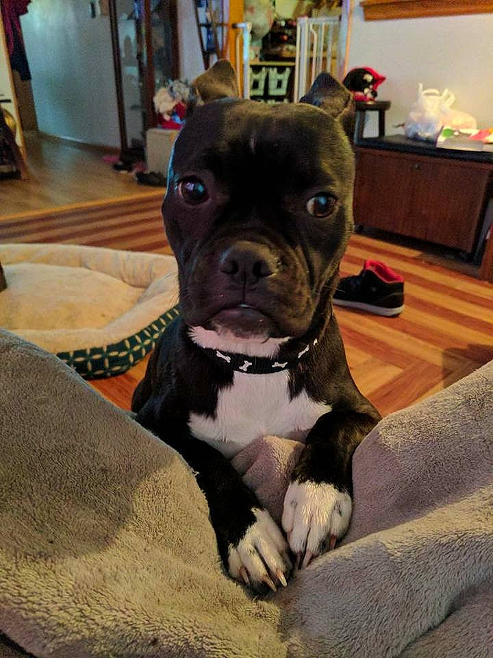 Brooklynn joined the competition — help win amazing prizes! american_bulldog, american_pit_bull_terrier, bulldog, canidae, carnivore, companion_dog, dog, dog_breed, fawn, french_bulldog, mammal, molosser, non_sporting_group, olde_english_bulldogge, rare_breed_dog, skin, snout, staffordshire_bull_terrier, toy_bulldog, vertebrate