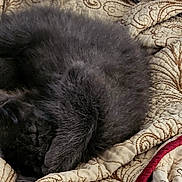 Jimin joined the competition — help win amazing prizes! animal, bed, bedding, black_cat, blanket, cat, close_up, cozy, curled_up, fluffy, fur, indoors, kitten, nap, pet, plush_toy, quilt, resting, rope_toy, sleeping