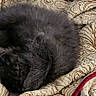 animal, bed, bedding, black_cat, blanket, cat, close_up, cozy, curled_up, fluffy, fur, indoors, kitten, nap, pet, plush_toy, quilt, resting, rope_toy, sleeping