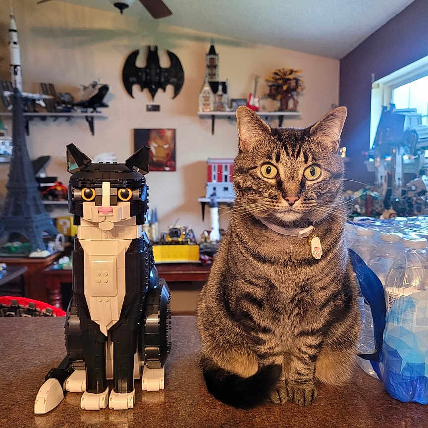 Delta joined the competition — help win amazing prizes! accessories, animal, appliance, architecture, bag, box, cat, ceilingfan, device, electricaldevice, furniture, handbag, indoors, interiordesign, manx, person, pet, photography, table, wood