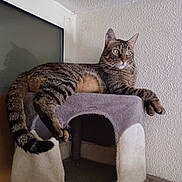 Gribouille participe au concours pour gagner de l'argent avec cette photo : abyssinian, animal, architecture, armchair, building, cat, chair, couch, cushion, egyptiancat, furniture, homedecor, indoors, kitten, livingroom, manx, person, pet, room, towel