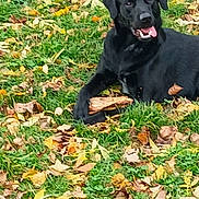 Looping participe au concours pour gagner de l'argent avec cette photo : dog, black_dog, autumn, fall_leaves, grass, outdoor, pet, animal, canine, nature, leaf_litter, tongue_out, lying_down, happy, playful, seasonal, park, daylight, close_up, companion