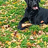 dog, black_dog, autumn, fall_leaves, grass, outdoor, pet, animal, canine, nature, leaf_litter, tongue_out, lying_down, happy, playful, seasonal, park, daylight, close_up, companion