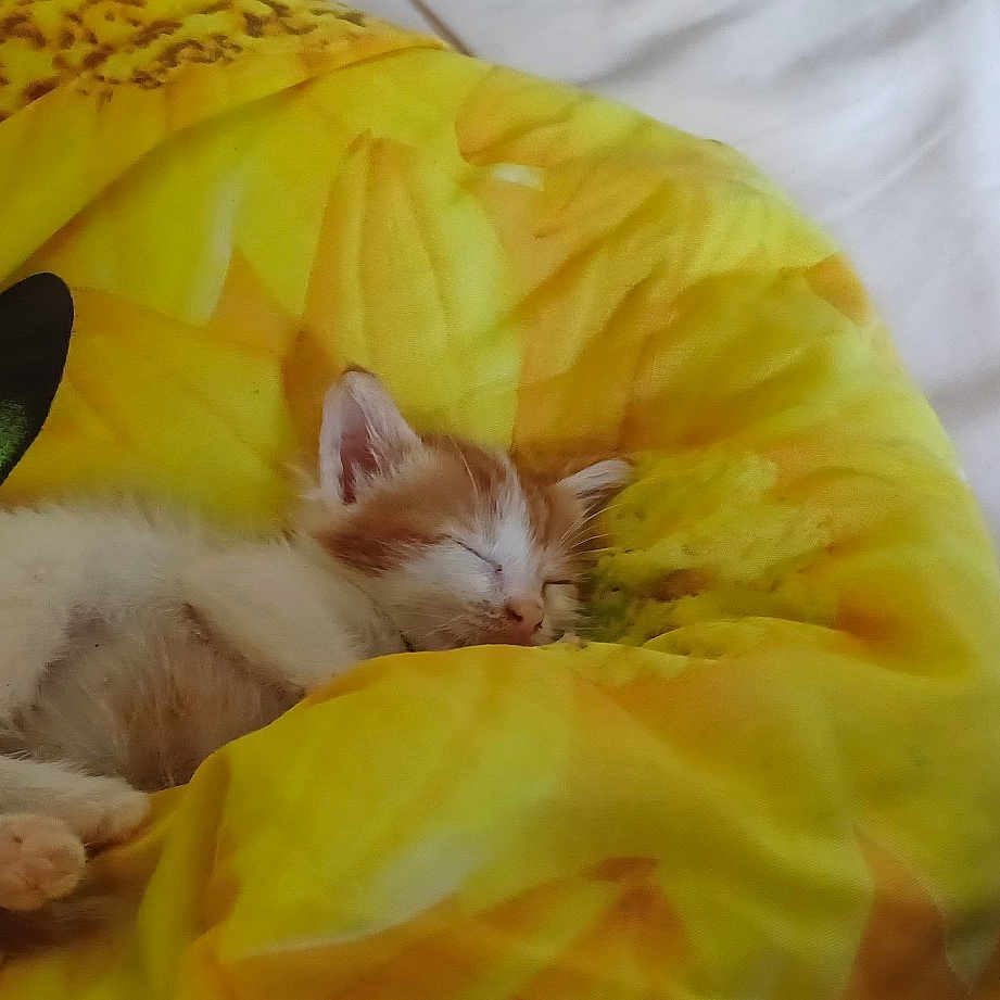 Bébé