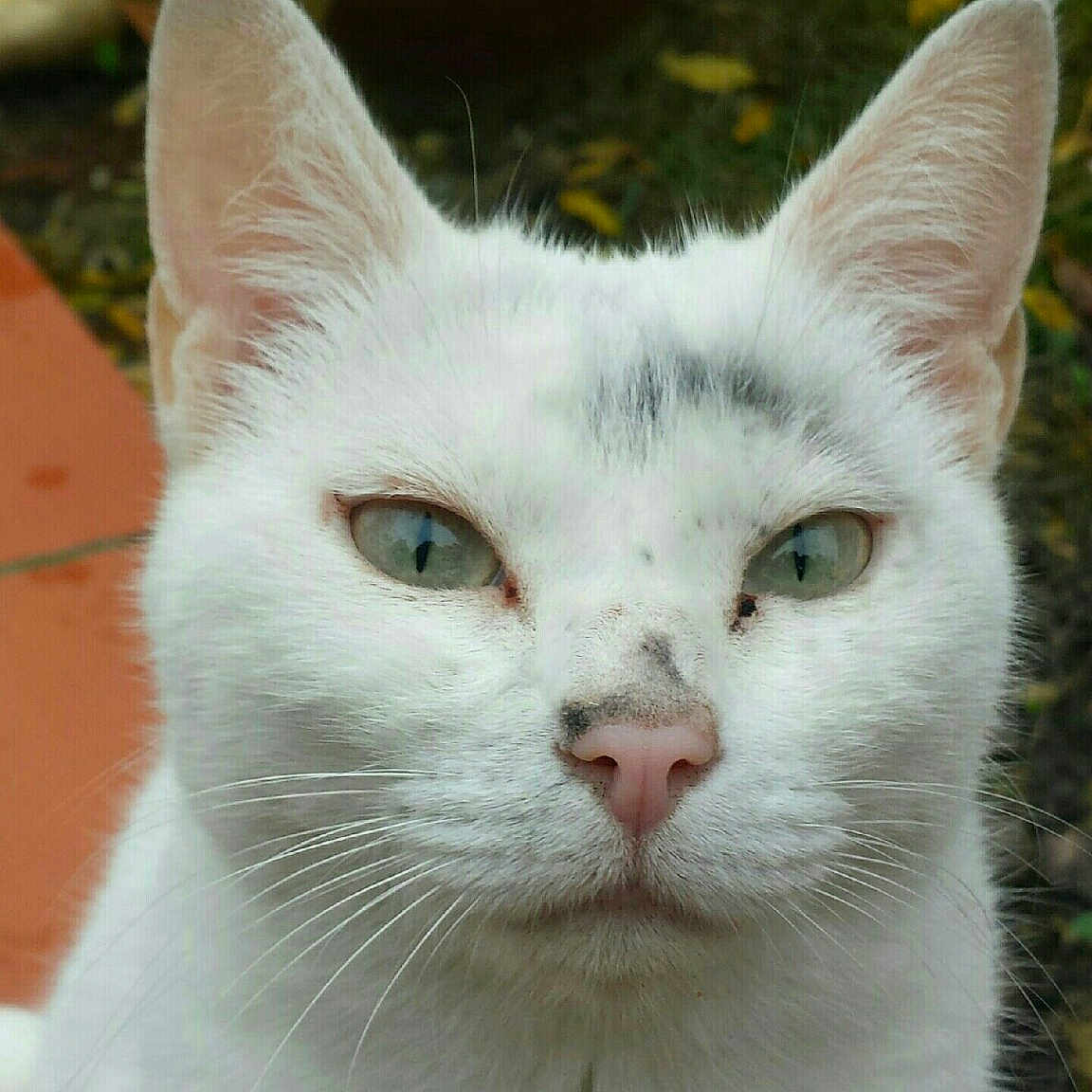 Patatou