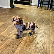 Coco joined the competition — help win amazing prizes! dog, puppy, dachshund, merle, spotted_coat, small_dog, short_legs, long_body, indoor, hardwood_floor, flooring, home_interior, pet, portrait, standing, ears, tail, young, curious, shadow