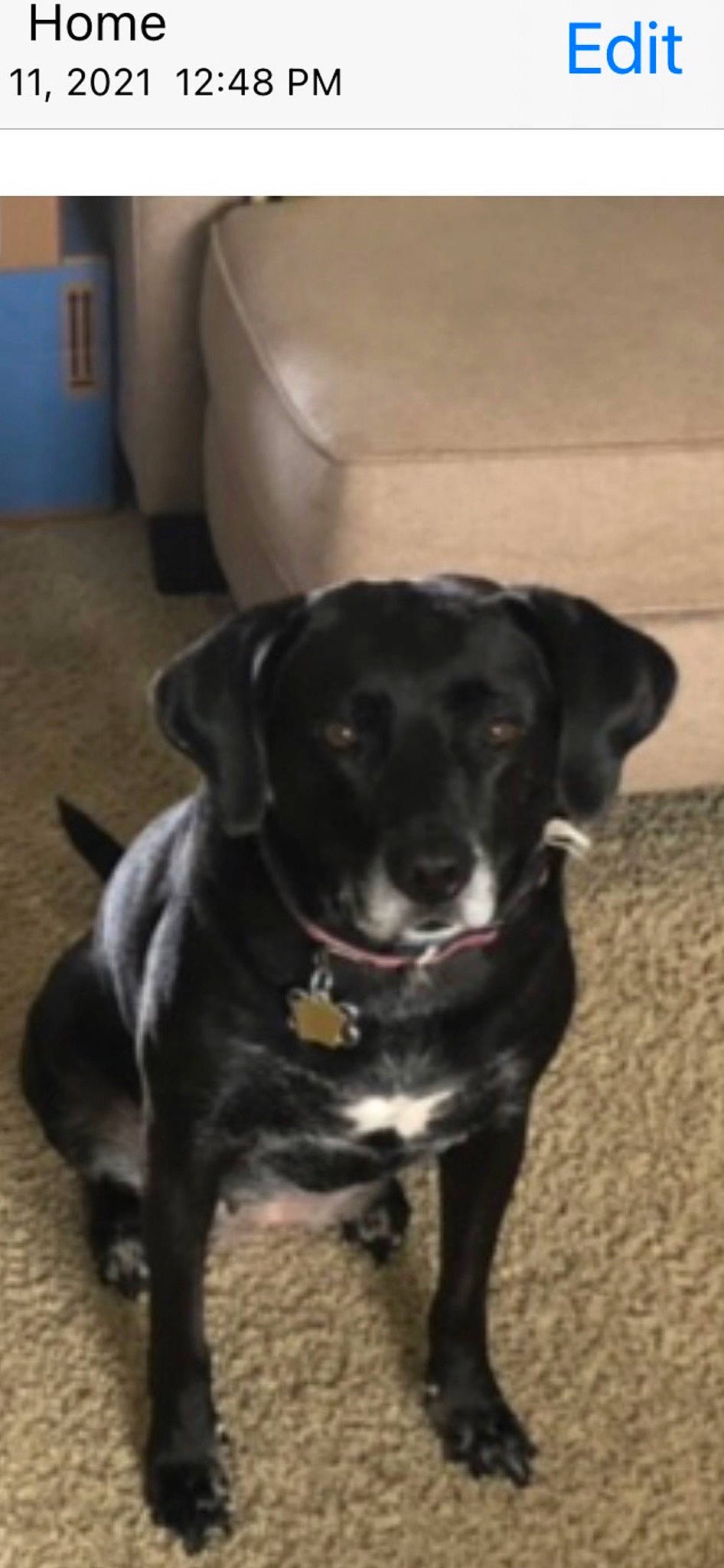 Bailey joined the competition — help win amazing prizes! borador, canidae, carnivore, collar, companion_dog, dog, dog_breed, dog_collar, flooring, fur, gas, gun_dog, non_sporting_group, puppy, snout, sporting_group, whiskers, working_animal