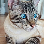 Bloom participe au concours pour gagner de l'argent avec cette photo : cat, blue_eyes, close_up, indoor, feline, fur, whiskers, paws, relaxed, striped, tabby, pet, animal, cute, portrait, looking_away, floor, domestic_animal, muzzle, ears