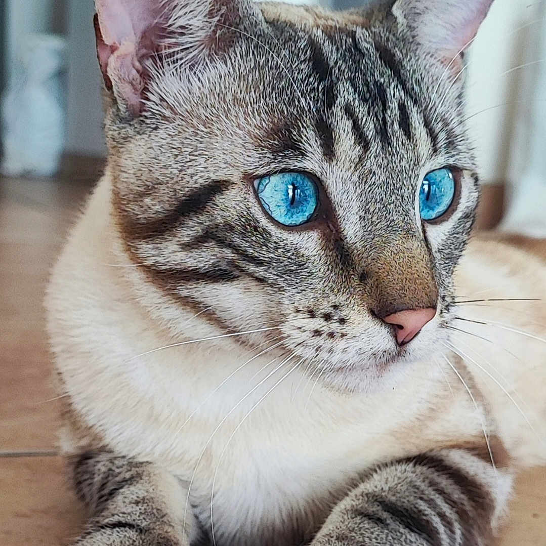 Bloom participe au concours pour gagner de l'argent avec cette photo : animal, blue_eyes, cat, close_up, cute, domestic_animal, ears, feline, floor, fur, indoor, looking_away, muzzle, paws, pet, portrait, relaxed, striped, tabby, whiskers