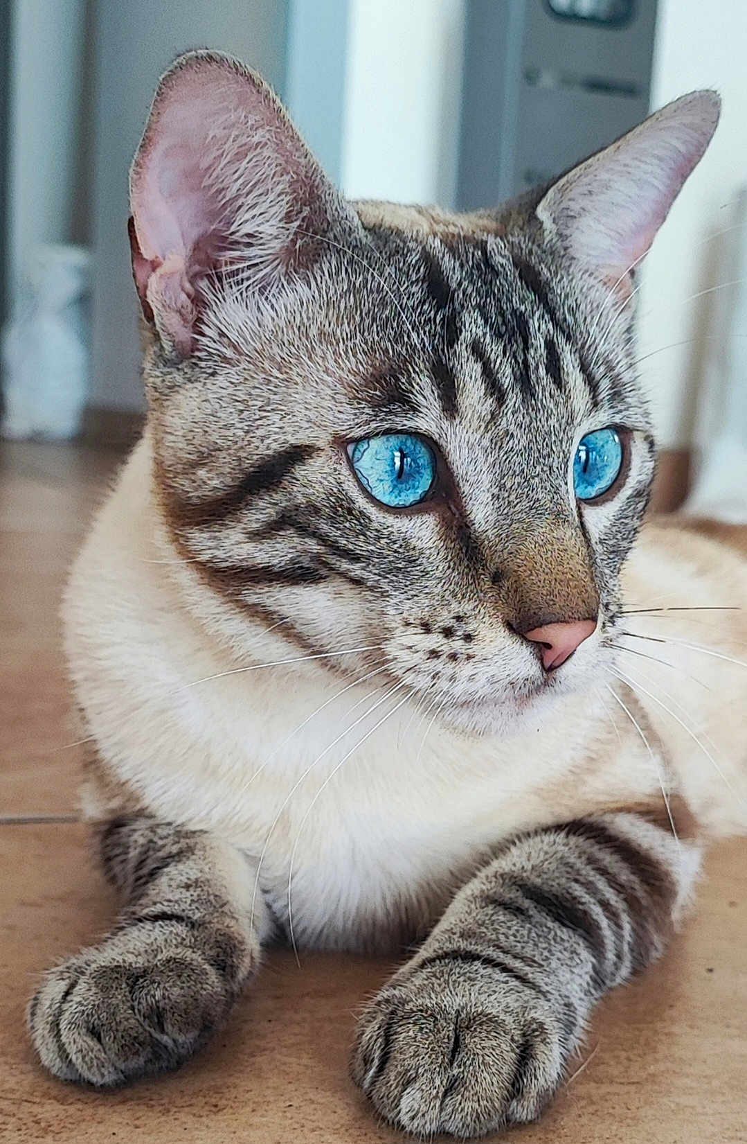 Bloom participe au concours pour gagner de l'argent avec cette photo : cat, blue_eyes, close_up, indoor, feline, fur, whiskers, paws, relaxed, striped, tabby, pet, animal, cute, portrait, looking_away, floor, domestic_animal, muzzle, ears