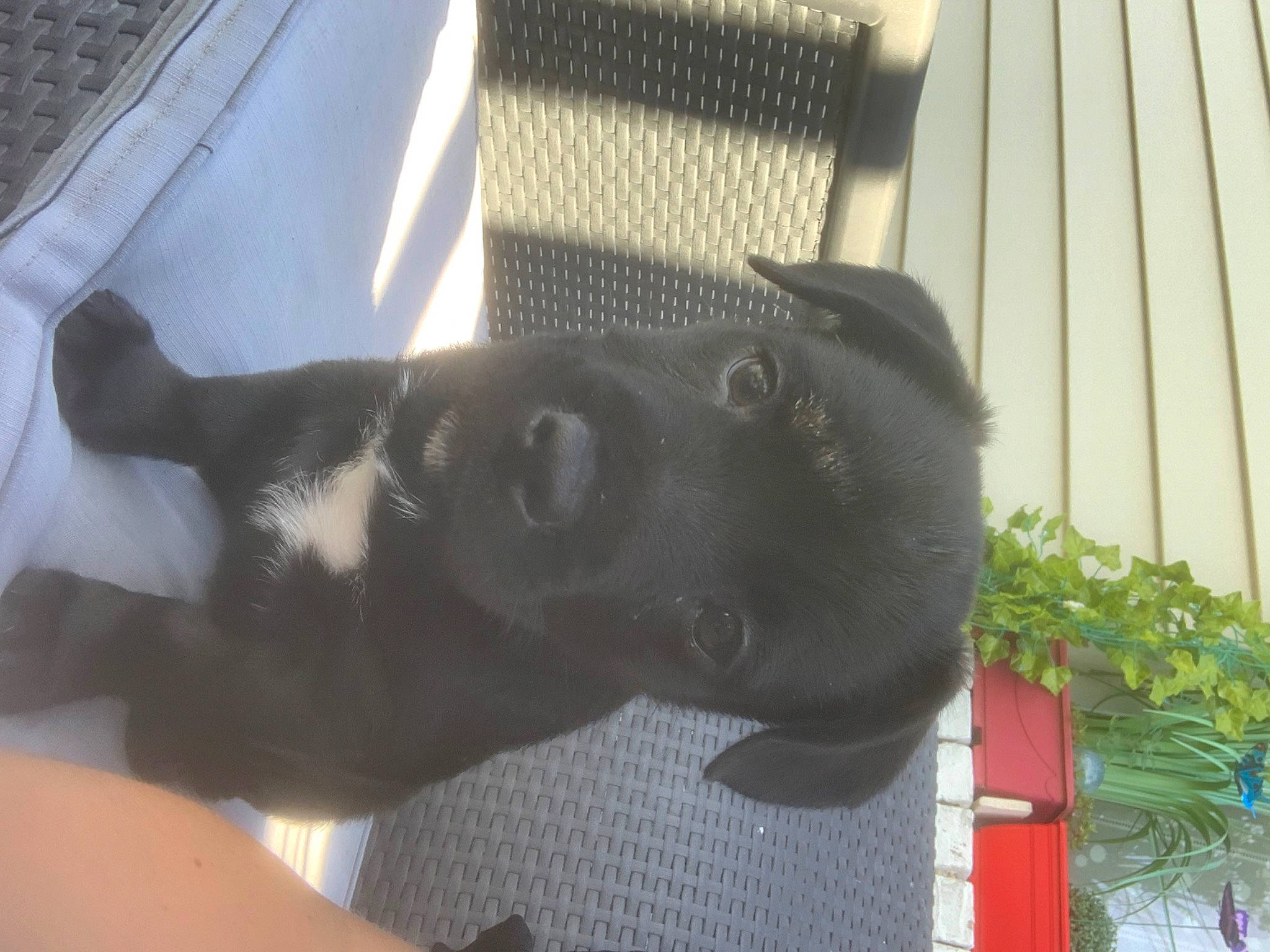 Lila participe au concours pour gagner de l'argent avec cette photo : canidae, carnivore, collar, companion_dog, dog, dog_breed, fawn, felidae, fur, gesture, pet_supply, plant, sculpture, small_to_medium_sized_cats, snout, sporting_group, tail, terrestrial_animal, whiskers, working_animal