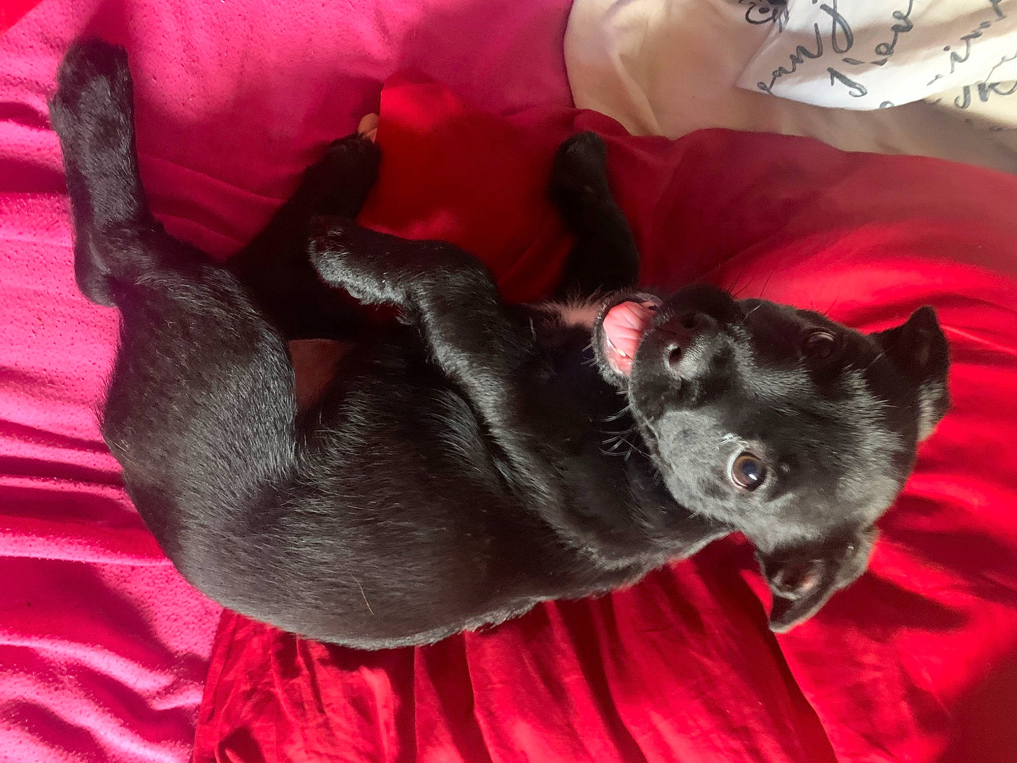 Lila a rejoint le concours — aidez-le/la à gagner de superbes lots ! black_cat, canidae, carmine, carnivore, comfort, companion_dog, dog, dog_breed, ear, fawn, felidae, fur, grey, magenta, small_to_medium_sized_cats, snout, sporting_group, tail, whiskers, working_animal