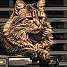 cat, tabby_cat, fluffy, long_hair, pet, animal, portrait, close_up, sitting, chair, whiskers, ears, green_eyes, fur, indoors, window, blinds, dark_background, serious_expression, photography